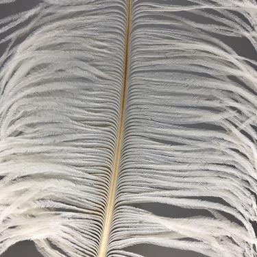 Cream ostrich online feathers