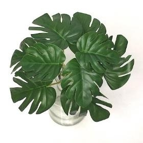 Monstera