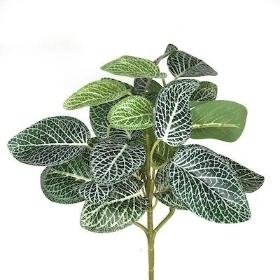 Fittonia