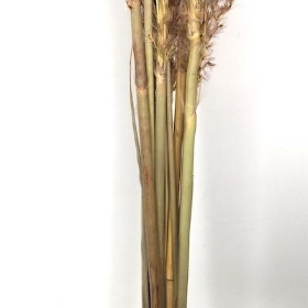 Dried Natural Feather Grass x 10 Stems