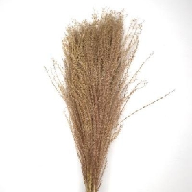 Dried Natural Feather Grass x 10 Stems