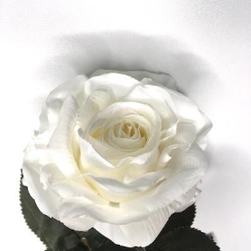 White Rose 84cm