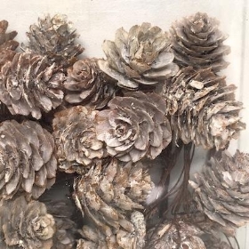 Frosted Pinecones On Wire x 35