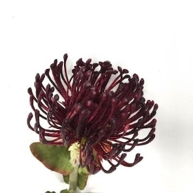 Burgundy Protea 65cm