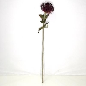 Burgundy Protea 65cm