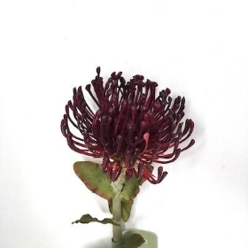 Burgundy Protea 65cm