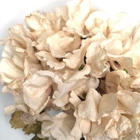 Oyster Dried Hydrangea 51cm