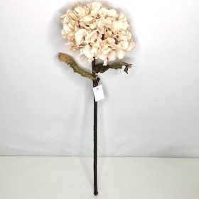 Oyster Dried Hydrangea 51cm