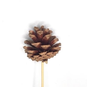 Natural Pinecone Pick x 25