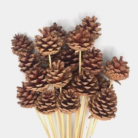 Natural Pinecone Pick x 25