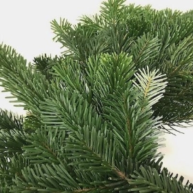 10 x Fresh Spruce Wreath 8 Inch