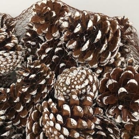 White Tip Pine Cones 1kg