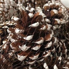 White Tip Pine Cones 1kg