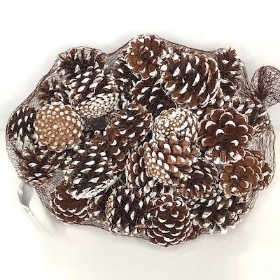 White Tip Pine Cones 1kg