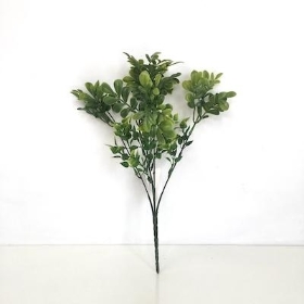 Green Ruta Bush 32cm