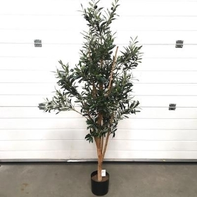 Olive Tree 150cm