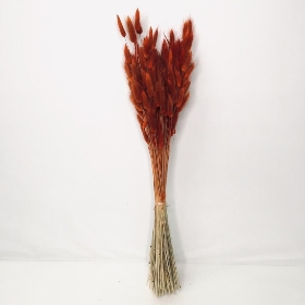 Dried Burnt Orange Bunny Tails  55cm