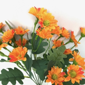 Orange Mini Daisy Bush 30cm