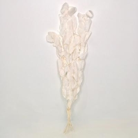 Dried Bleached Populus Eucalyptus 70cm