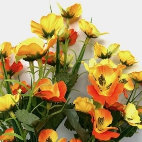 Orange Mini Pansy Bush 40cm