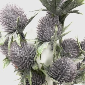 Blue Frosted Thistle Bush 30cm