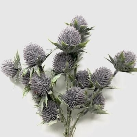 Blue Frosted Thistle Bush 30cm