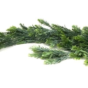 Frosted Trailing Rosemary 72cm