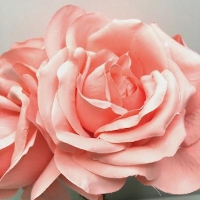 Pink Coral Rose Spray 26cm