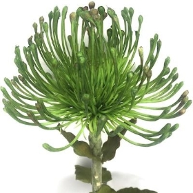 Green Protea Nutan 66cm