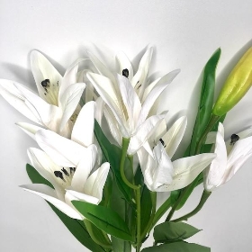 White Lily Bush 50cm