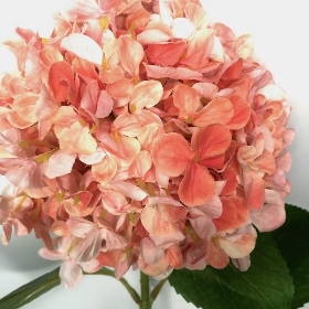 Pink Hydrangea 67cm