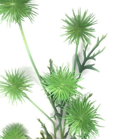 Green Pom Pom Thistle 80cm