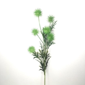 Green Pom Pom Thistle 80cm