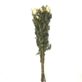 Dried White Rose 52cm