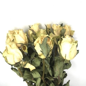 Dried White Rose 52cm