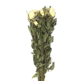 Dried White Rose 52cm