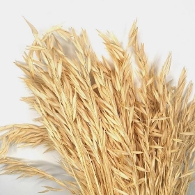 Natural Dried Bleached Oats 70cm