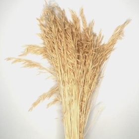 Natural Dried Bleached Oats 70cm