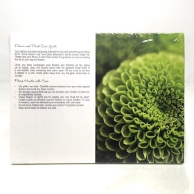 Green Chrysanthemum Folding Card x 25 