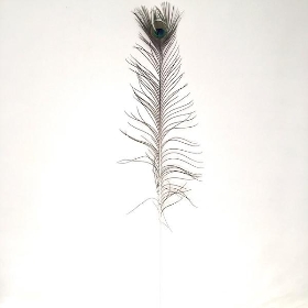 Peacock Feather 110cm