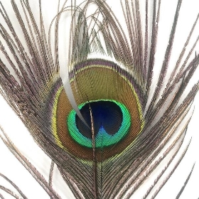 Peacock Feather 110cm