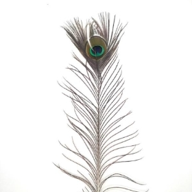 Peacock Feather 110cm