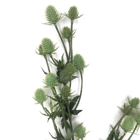 Green Thistle Spray 80cm