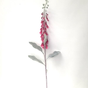 Cerise Foxglove 120cm