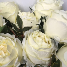 Ivory Peony Rose Bush 50cm