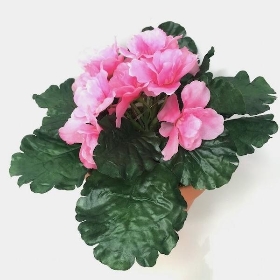 Bright Pink African Violet 18cm