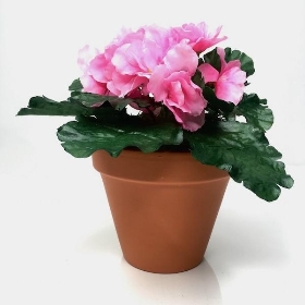 Bright Pink African Violet 18cm