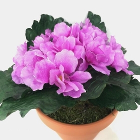 Bright Pink African Violet 18cm