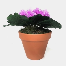 Bright Pink African Violet 18cm