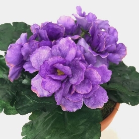 Purple African Violet 18cm